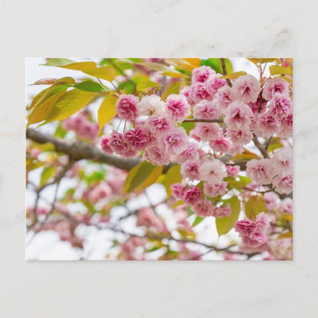 Cartes Pour Fêtes Annuelles double cherry blossoms (Devant)