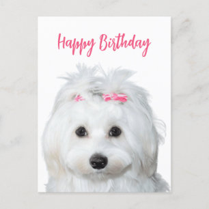 Cartes Pour Fêtes Annuelles Douceur blanche maltaise