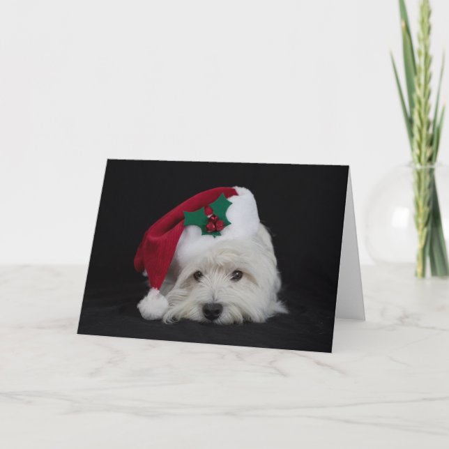 Cartes Pour Fêtes Annuelles Dreamer la pesky westie Christmas Card (Devant)