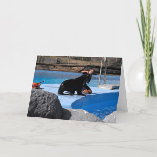 Cartes Pour Fêtes Annuelles Dresseur avec otarie en Espagne