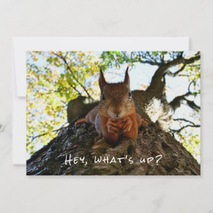 Cartes Pour Fêtes Annuelles Drôle mignon Hey What's Up Squirrel Bonjour Sup
