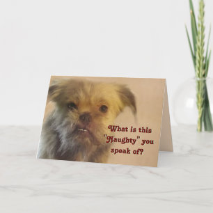 Cartes Pour Fêtes Annuelles Drôle Mutt Naughty Question Chien Photo Noël