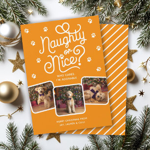 Cartes Pour Fêtes Annuelles Drôle ou gentil Mignon Animal Chien Chat 3 Photo