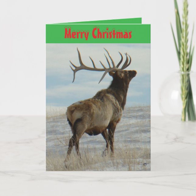 Cartes Pour Fêtes Annuelles E58 Big Bull Elk On Snow Christmas Card (Devant)