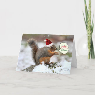 Cartes Pour Fêtes Annuelles Écureuil à Noël de neige