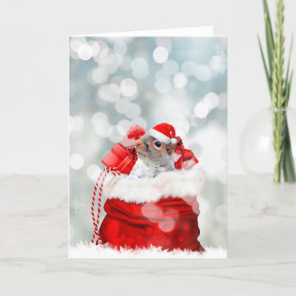 Cartes Pour Fêtes Annuelles Écureuil de Noël