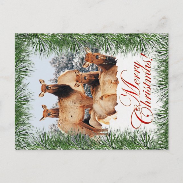 Cartes Pour Fêtes Annuelles Elk Noël (Devant)