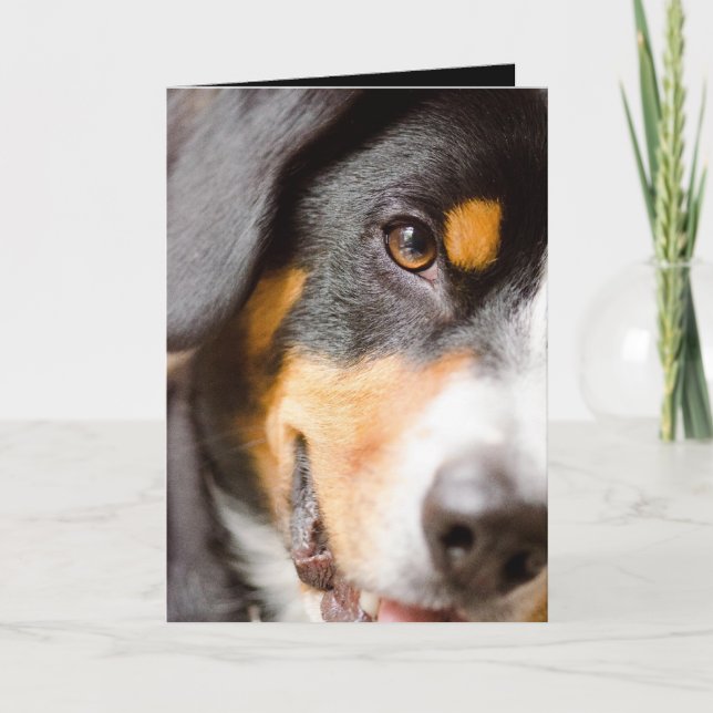 Cartes Pour Fêtes Annuelles Entlebucher - j'ai mes yeux sur vous ! (Devant)