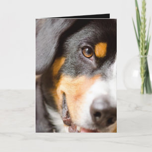 Cartes Pour Fêtes Annuelles Entlebucher - j'ai mes yeux sur vous !