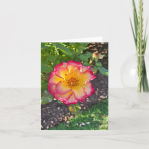 Cartes Pour Fêtes Annuelles Épanouissement rose glorieux d'été
