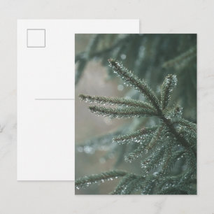 Cartes Pour Fêtes Annuelles Épicéa vert de près, esthétique de Noël
