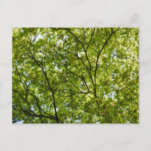 Cartes Pour Fêtes Annuelles Érable Japonais Vert