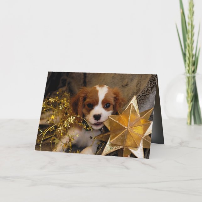 Cartes Pour Fêtes Annuelles Étoile de Noël Cavalier King Charles (Devant)
