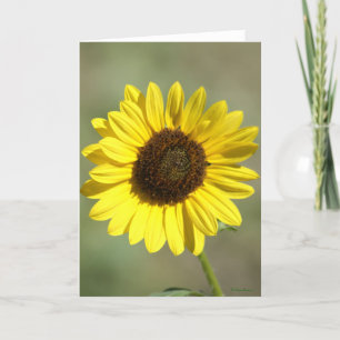 Cartes Pour Fêtes Annuelles F47 Fleur sauvage jaune Tournesol annuel commun