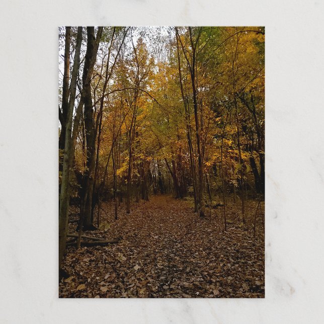 Cartes Pour Fêtes Annuelles Fall Trees at Sunset Taylor Michigan Postcard (Créateur téléchargé)