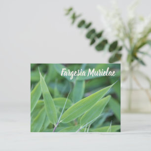 Cartes Pour Fêtes Annuelles Fargesia murielae Bamboo plante pour jardiniers ca