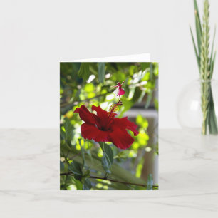 Cartes Pour Fêtes Annuelles Fée rouge Hibiscus