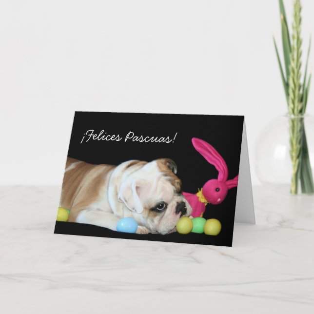 Cartes Pour Fêtes Annuelles ¡ Felices Pascuas !  tarjeta de bulldog Ingles (Devant)