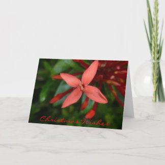 Cartes Pour Fêtes Annuelles Festive Noël Ixora Blossom