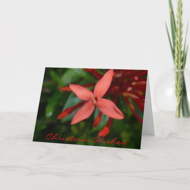 Cartes Pour Fêtes Annuelles Festive Noël Ixora Blossom (Devant)