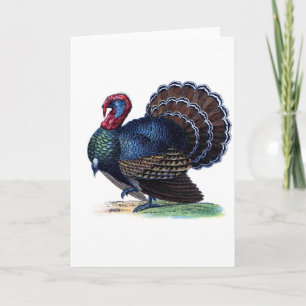 Cartes Pour Fêtes Annuelles Fête Animale Oiseaux Plumes Dinde Vintage