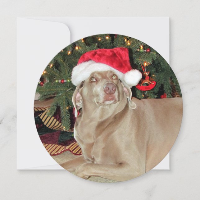 Cartes Pour Fêtes Annuelles Fête de chien Weimaraner ronde personnalisée (Devant)