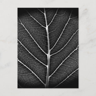 Cartes Pour Fêtes Annuelles Feuille lumineuse noir et blanc en gros plan