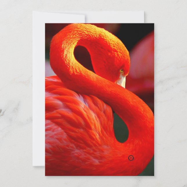 Cartes Pour Fêtes Annuelles flamant (Devant)