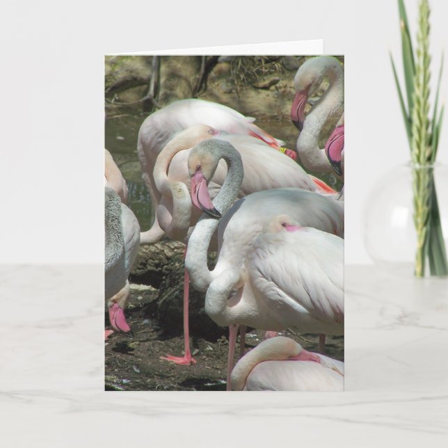 Cartes Pour Fêtes Annuelles Flamingo Valentine (Devant)