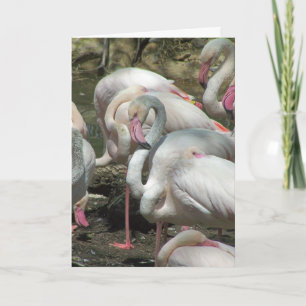 Cartes Pour Fêtes Annuelles Flamingo Valentine