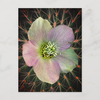 Cartes Pour Fêtes Annuelles Fleur
