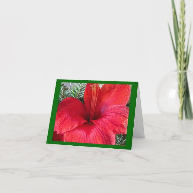 Cartes Pour Fêtes Annuelles Fleur d'amaryllis (Devant)