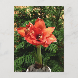 Cartes Pour Fêtes Annuelles Fleur d'amaryllis de Noël