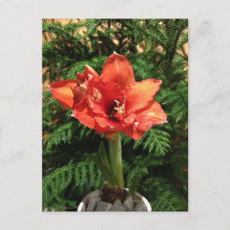 Cartes Pour Fêtes Annuelles Fleur d'amaryllis de Noël