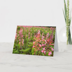 Cartes Pour Fêtes Annuelles Fleur de Bugle Lily (Watsonia), Cap Est