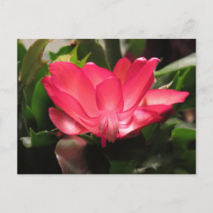 Cartes Pour Fêtes Annuelles Fleur de cactus de thanksgiving