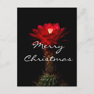Cartes Pour Fêtes Annuelles Fleur de cactus torche rouge, Joyeux Noël
