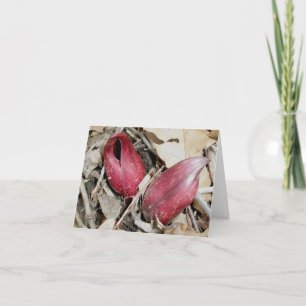 Cartes Pour Fêtes Annuelles Fleur de chou de peau (Symplocarpus foetidus (L.)