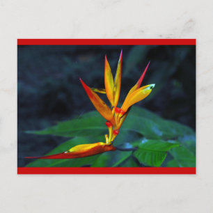 Cartes Pour Fêtes Annuelles Fleur de forêt tropicale