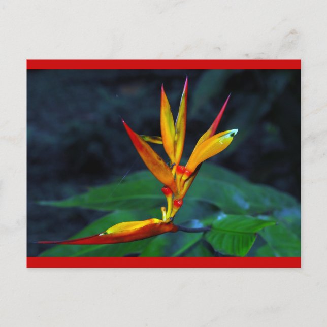 Cartes Pour Fêtes Annuelles Fleur de forêt tropicale (Devant)