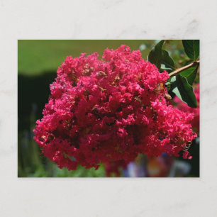 Cartes Pour Fêtes Annuelles Fleur de myrte crêpe