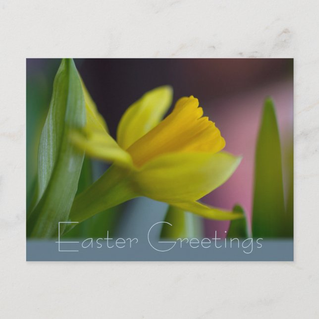 Cartes Pour Fêtes Annuelles Fleur de narcisse jaune CC0735 Salutations de Pâqu (Devant)