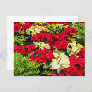Cartes Pour Fêtes Annuelles Fleur de Noël Poinsettia