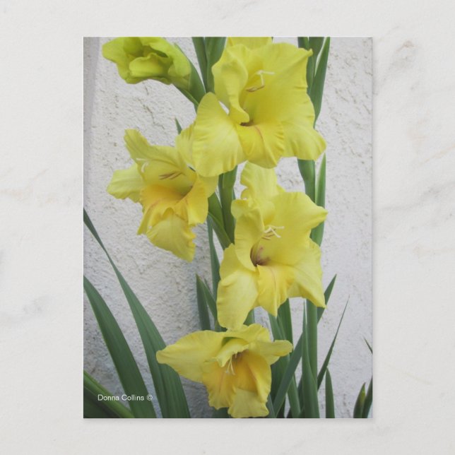 Cartes Pour Fêtes Annuelles Fleur de Pâques (Devant)