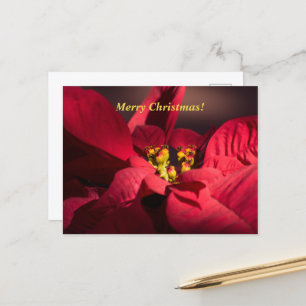 Cartes Pour Fêtes Annuelles Fleur de poinsettia rouge de Noël en fleurs