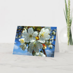 Cartes Pour Fêtes Annuelles Fleur de pommier blanc