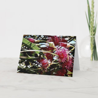 Cartes Pour Fêtes Annuelles fleur d'eucalyptus rouge
