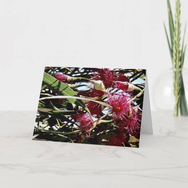 Cartes Pour Fêtes Annuelles fleur d'eucalyptus rouge (Devant)