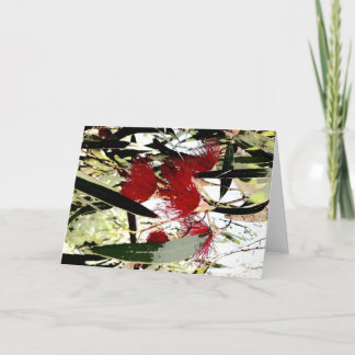 Cartes Pour Fêtes Annuelles fleur d'eucalyptus rouge