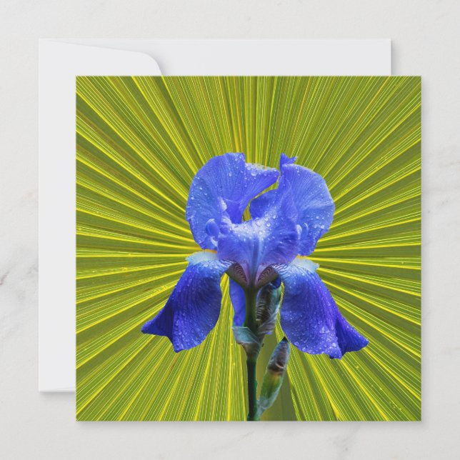 Cartes Pour Fêtes Annuelles Fleur d'Iris (Devant)